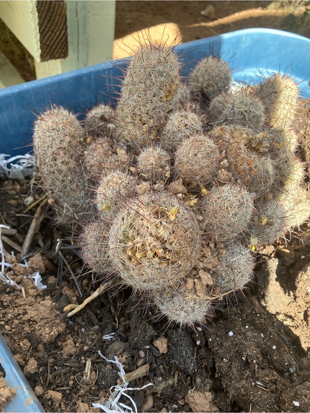 Nipple cactus cluster , bare root , live plant ,